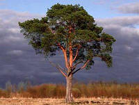 Отдушка Сандаловое дерево (Франция) 10 мл.