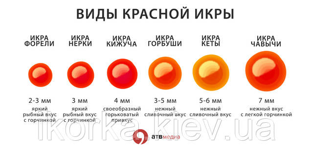 Розміри ікри, особливості та ціни Види червоної ікри винтернете магазині Икорка