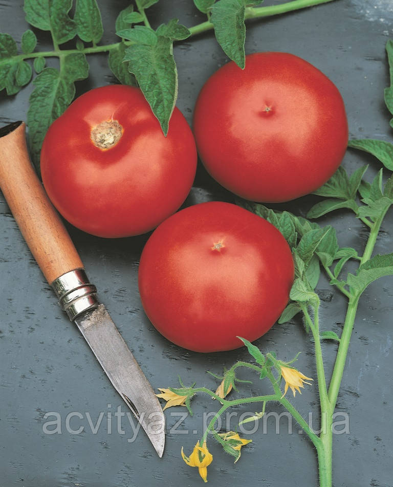 Насіння томату Ольга F1 / Оlga F1, 1000 насіння