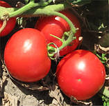 Насіння томату ХВИЛЯ F1 / VOLNA F1, 1000 насіння, фото 2
