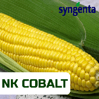 Насіння кукурудзи NK_COBALT (STANDARD), 1 п.о. 80 000 насінин