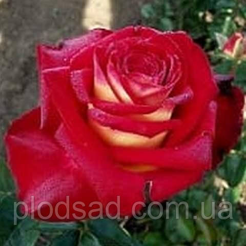 Троянда чайно-гібридна Касандра