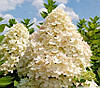 Гортензія метельчаста Bombshell 2 річна, Гортензія волотиста Бомбшел, Hydrangea paniculata Bombshell, фото 7