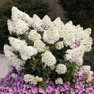 Гортензія метельчаста Bombshell 2 річна, Гортензія волотиста Бомбшел, Hydrangea paniculata Bombshell