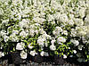 Гортензія метельчаста Bombshell 2 річна, Гортензія волотиста Бомбшел, Hydrangea paniculata Bombshell, фото 8