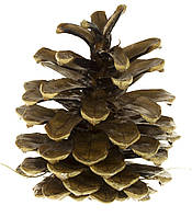 Набір шишок соснових (6шт) "Еко-лак прозорий" №1