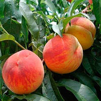 Саджанці Кримська Осінь - пізня, невибагливий, зимостійкий