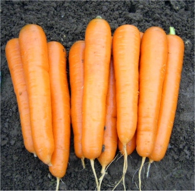 Насіння моркви Аттіліо F1 / Аttilio F1, 100 000 насінин