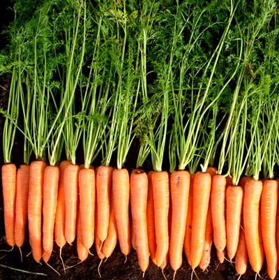 Насіння моркви Волкано F1 / Volcano F1, 100 000 насінин