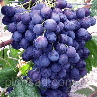 Виноград Фараон