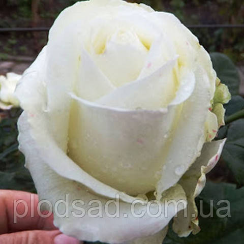 Троянда чайно-гібридна Маруся