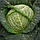 Віроса F1 насіння капусти савойської (Bejo) 20 шт, фото 2
