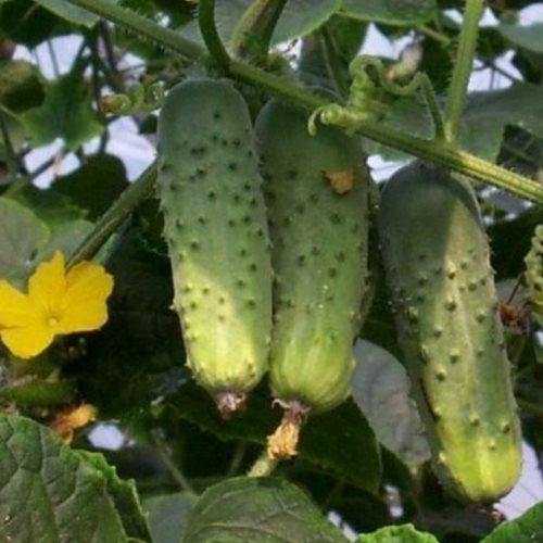 Огірок Соната F1, 20 шт. (Власне фасування з оригінального упакування), (Rijk Zwaan).