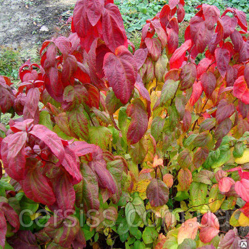 Спірея японська Макрофіла саджанці в контейнерах Spiraea japonica Macrophylla