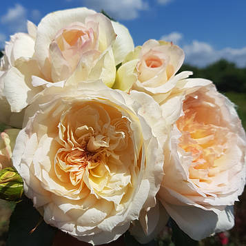 Чайковський (Tchaikovsky)