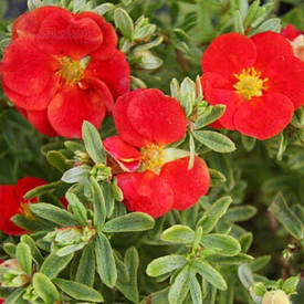 Лапчатка кущова Red Lady 2 річна, Лапчатка / Перстач кущова Ред Леді, Potentilla fruticosa Red Lady