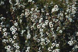 Лептоспермум Leonard Wilson 2 річний, Лептоспермум метельчаcтий Леонард Вільсон,, фото 2