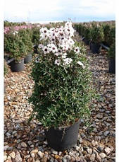 Лептоспермум Leonard Wilson 2 річний, Лептоспермум метельчаcтий Леонард Вільсон,, фото 3