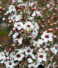 Лептоспермум Leonard Wilson 2 річний, Лептоспермум метельчаcтий Леонард Вільсон,, фото 5