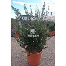 Лептоспермум Leonard Wilson 2 річний, Лептоспермум метельчаcтий Леонард Вільсон,, фото 4