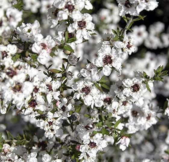 Лептоспермум Leonard Wilson 2 річний, Лептоспермум метельчаcтий Леонард Вільсон,