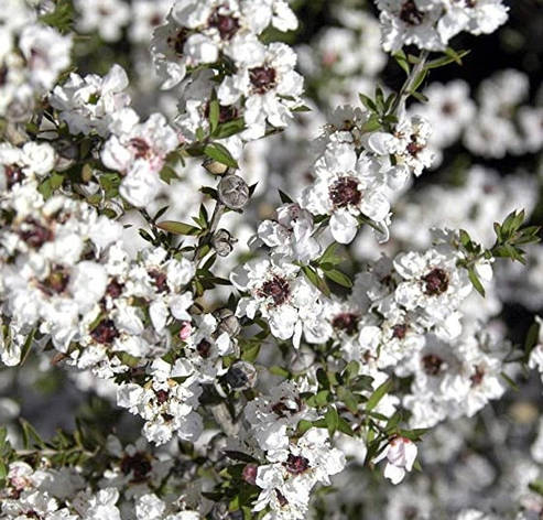 Лептоспермум Leonard Wilson 2 річний, Лептоспермум метельчаcтий Леонард Вільсон,, фото 1