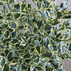Падуб гостролистий Argentea Marginata 2 річний, Падуб гостролистий Аргентеа Маргіната, Ilex aquifolium