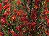 Рокитник Lena 2 річний, Рокитник віниковий Лена, Cytisus scoparius x dallimorei Lena, фото 8
