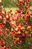 Рокитник Lena 2 річний, Рокитник віниковий Лена, Cytisus scoparius x dallimorei Lena, фото 9