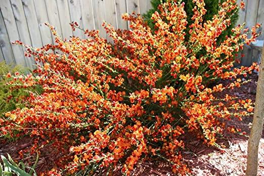 Рокитник Lena 2 річний, Рокитник віниковий Лена, Cytisus scoparius x dallimorei Lena