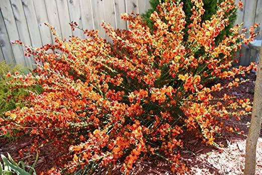 Рокитник Lena 2 річний, Рокитник віниковий Лена, Cytisus scoparius x dallimorei Lena, фото 1