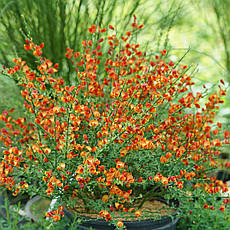 Рокитник Lena 2 річний, Рокитник віниковий Лена, Cytisus scoparius x dallimorei Lena, фото 6