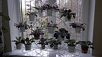 Подставка для цветов на подоконник на 29 чаш Глоксиния-2