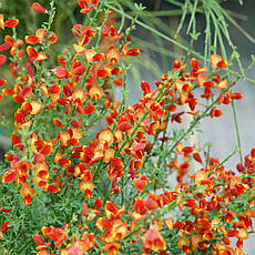 Рокитник Lena 2 річний, Рокитник віниковий Лена, Cytisus scoparius x dallimorei Lena, фото 4