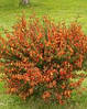 Рокитник Lena 2 річний, Рокитник віниковий Лена, Cytisus scoparius x dallimorei Lena, фото 7