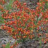Рокитник Lena 2 річний, Рокитник віниковий Лена, Cytisus scoparius x dallimorei Lena, фото 10