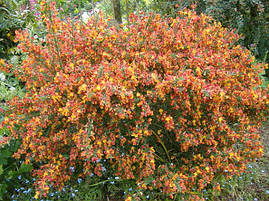 Рокитник Lena 2 річний, Рокитник віниковий Лена, Cytisus scoparius x dallimorei Lena, фото 3