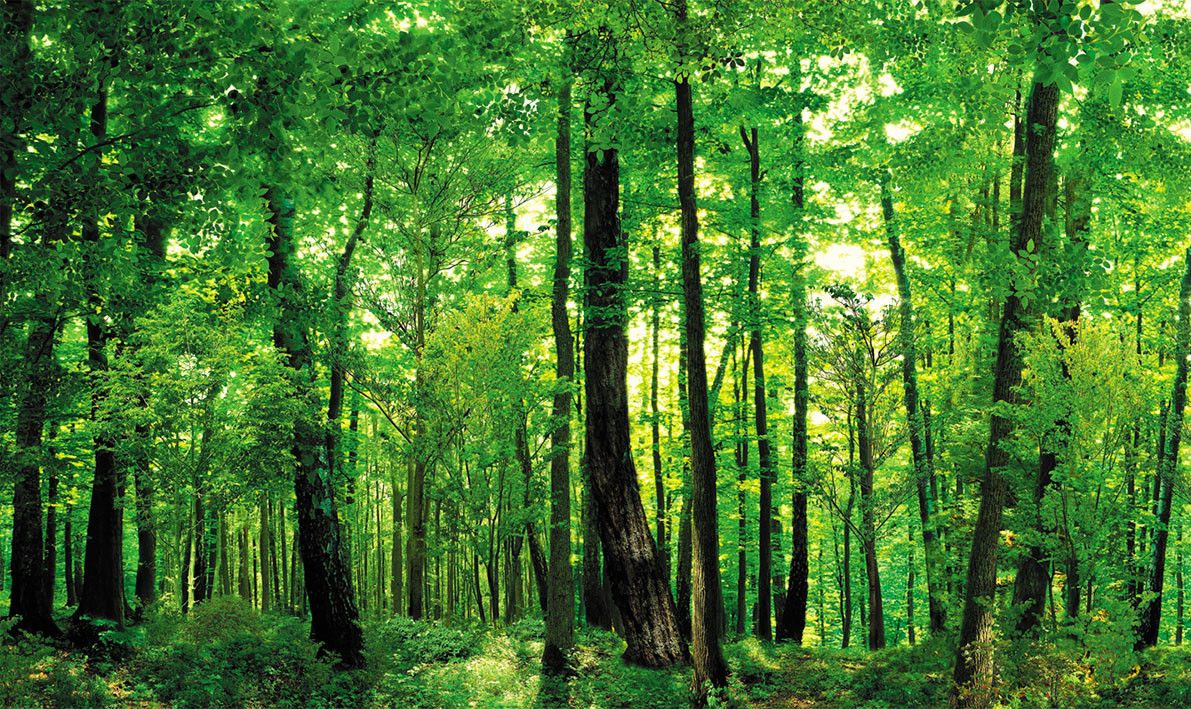 Фотообои природа пейзаж "Густой лес" - фото 2 - id-p1309419062