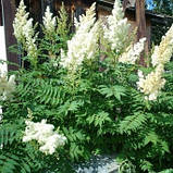 Горобинник горобинолистний, Sorbaria sorbifolia, фото 3