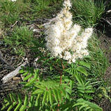 Горобинник горобинолистний, Sorbaria sorbifolia, фото 5