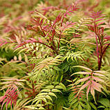 Горобинник горобинолистний, Sorbaria sorbifolia, фото 4