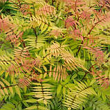 Горобинник горобинолистний, Sorbaria sorbifolia, фото 6