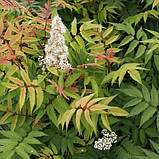 Горобинник горобинолистний, Sorbaria sorbifolia, фото 7
