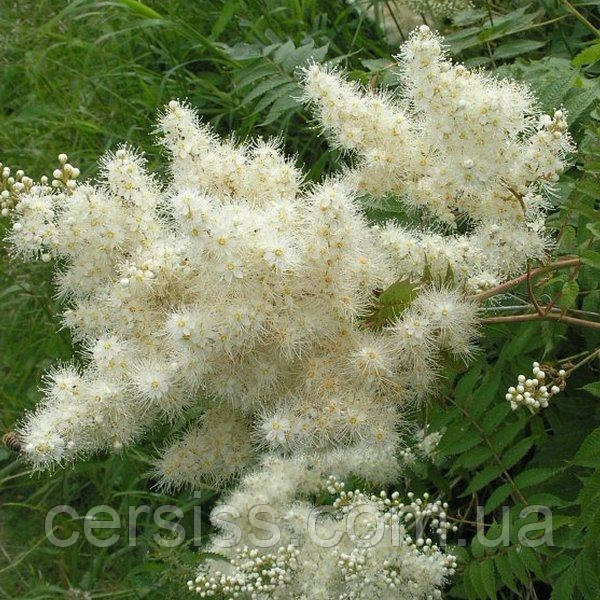 Горобинник горобинолистний, Sorbaria sorbifolia