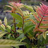 Горобинник горобинолистний, Sorbaria sorbifolia, фото 8