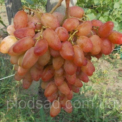 Виноград Діксон