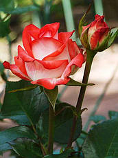 Роза Блаш (Blush) ч/г, фото 3