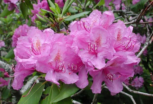 Рододендрон Боурзалт / Rhododendron Catawbiense Boursault С5 /Н40-60 ...