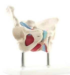 Анатомічна модель жіночої тази з м'язами тазового дна й органами малого таза