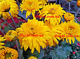 Хризантема садова СОНЦЕ ПУСТЕЛІ 0,5л, фото 2